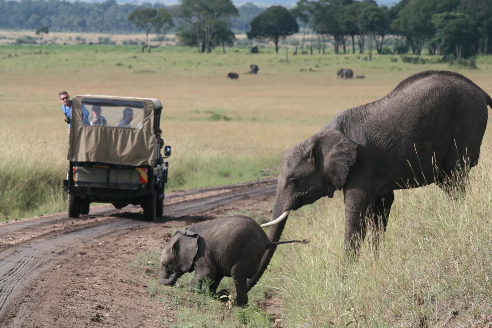 Elephants beside a safari vehicle on an African game drive
