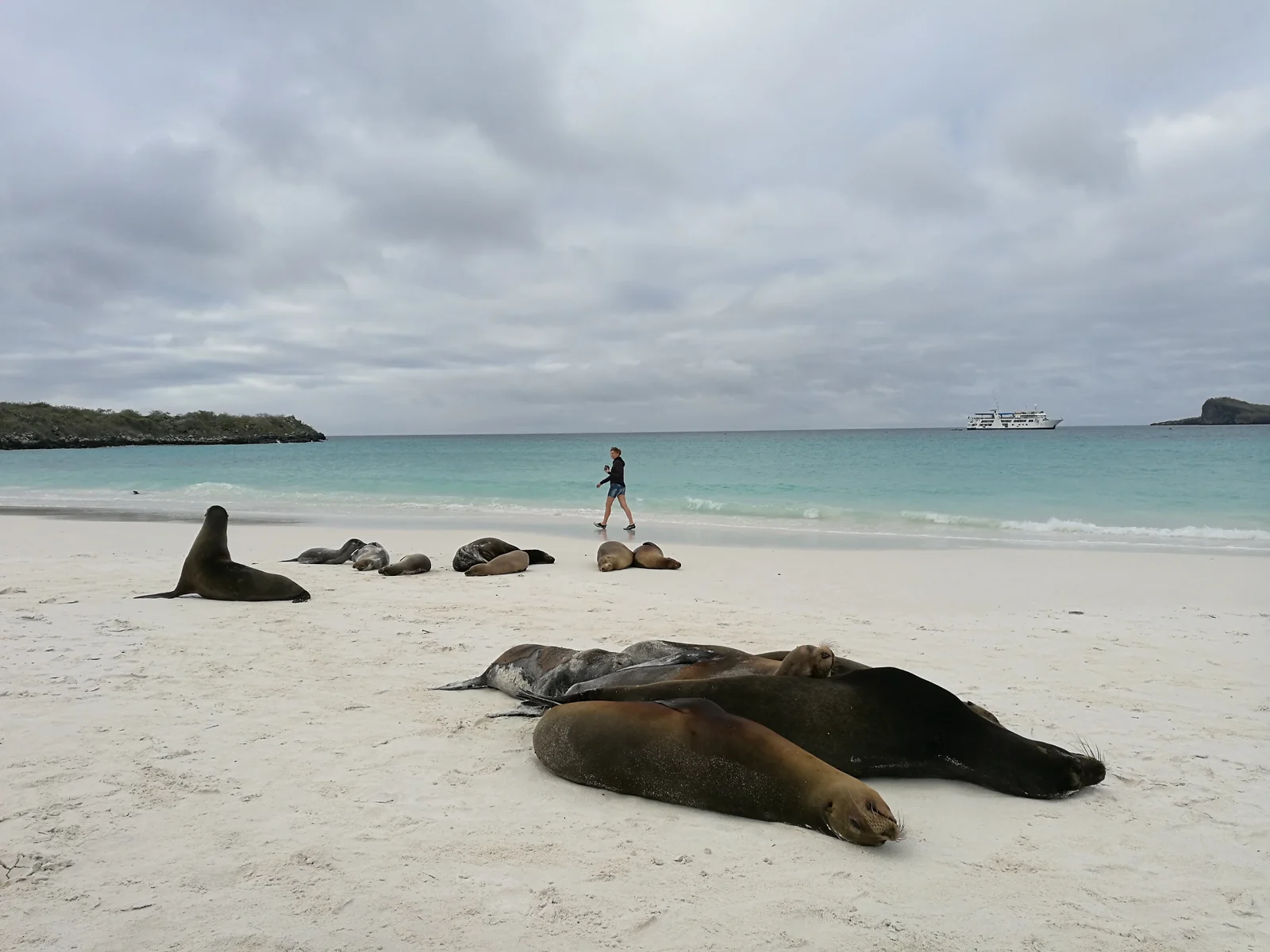 Sea lions on a beach in the Galápagos Islands