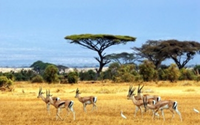 safaris in Kenya