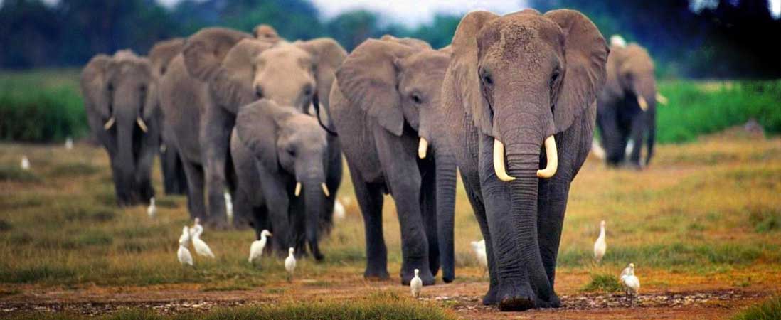 Africa-3